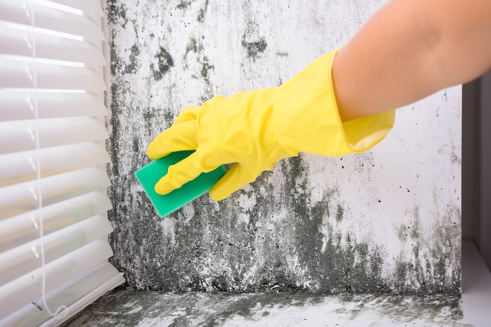 Best Place To Get Mold Removal Service For You Home: Mississauga Mold Removal