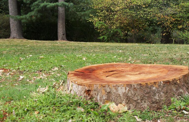 What happens if you do not grind a tree stump?