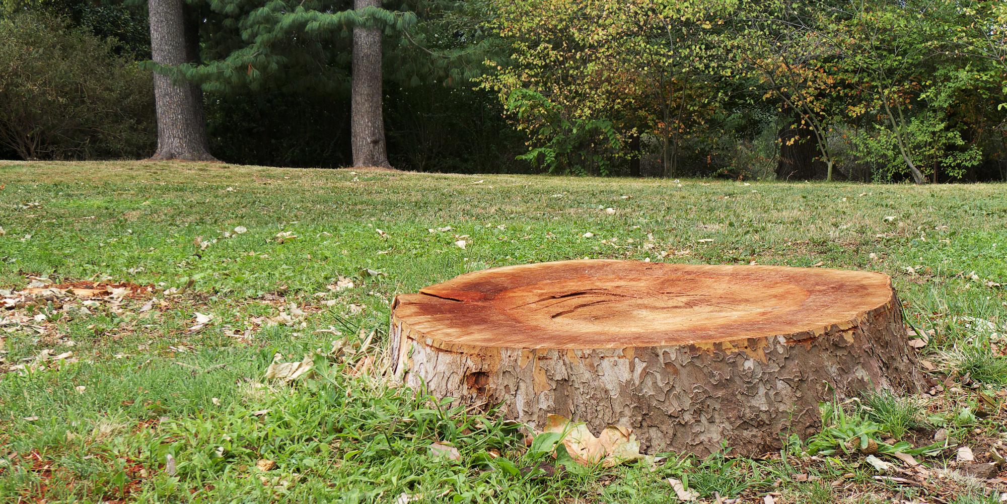 What happens if you do not grind a tree stump?