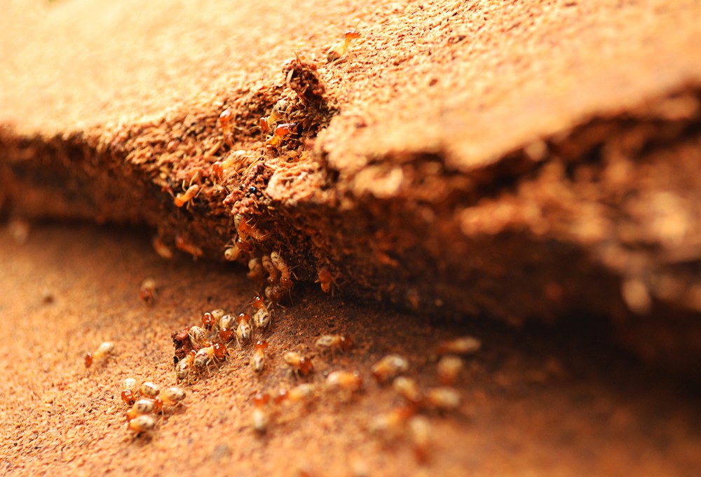 How to Prevent Termite Infestation in your surroundings
