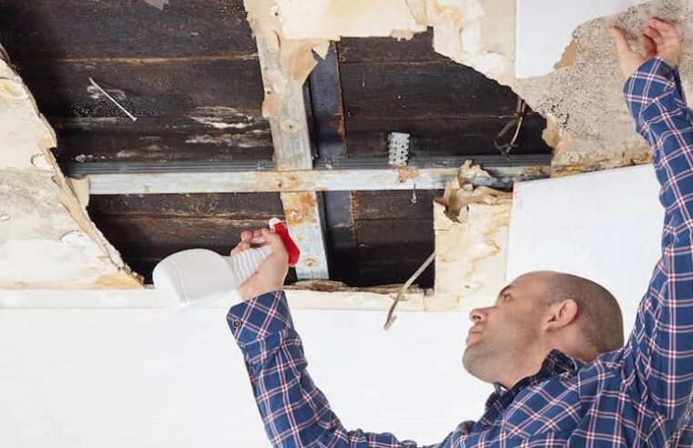 How Mold Can Affect Your Home Value