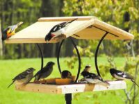 Attracting Songbirds To Your Yard
