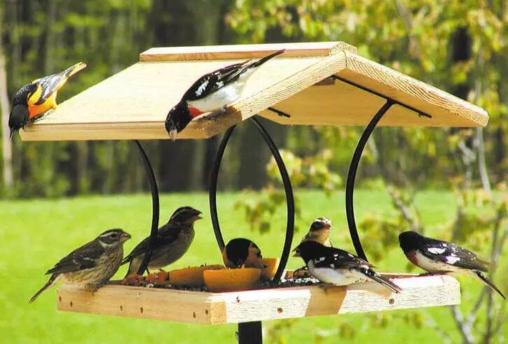 Attracting Songbirds To Your Yard