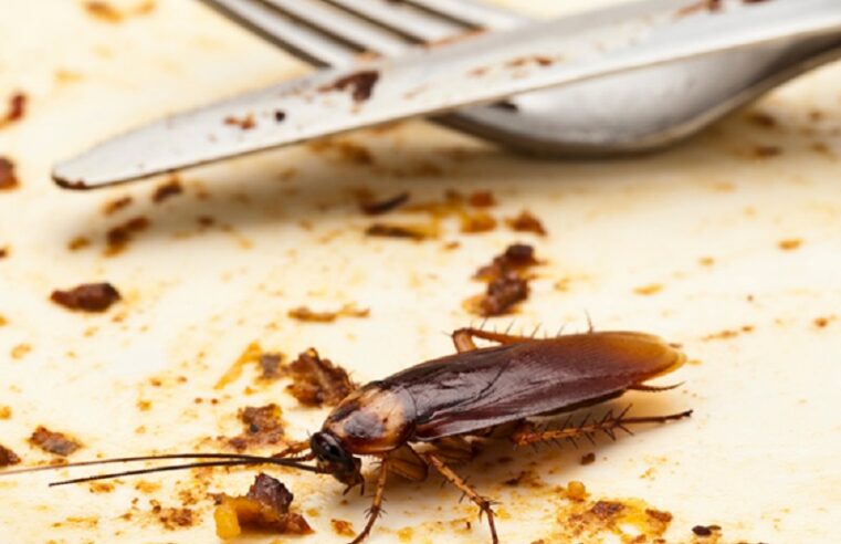 The Crucial Importance of Restaurant Pest Control