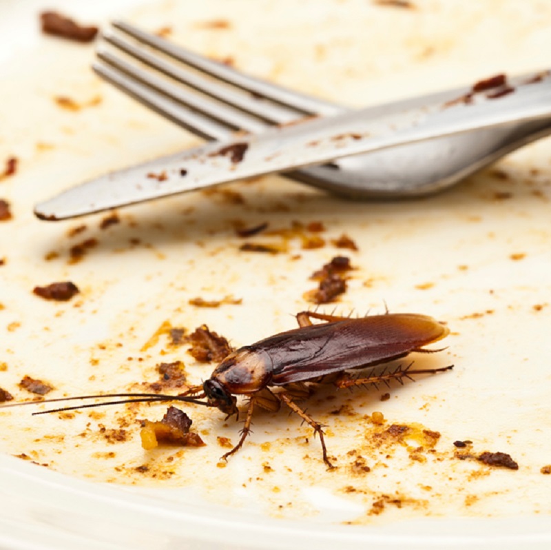 The Crucial Importance of Restaurant Pest Control