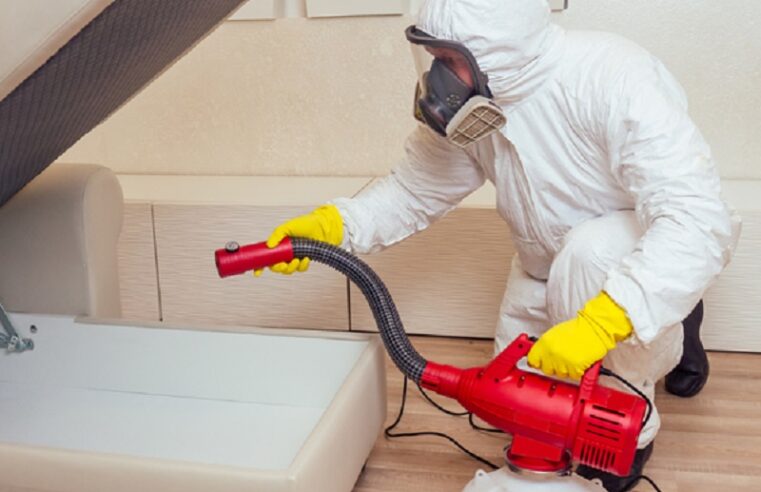 Avoiding Common Mistakes for Effective Pest Control in Singapore