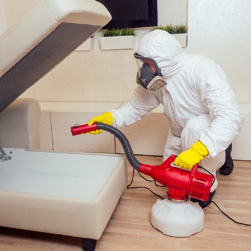 Avoiding Common Mistakes for Effective Pest Control in Singapore