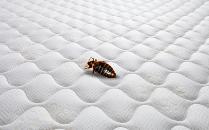 Why You Should Question Everything About Bed Bug Control