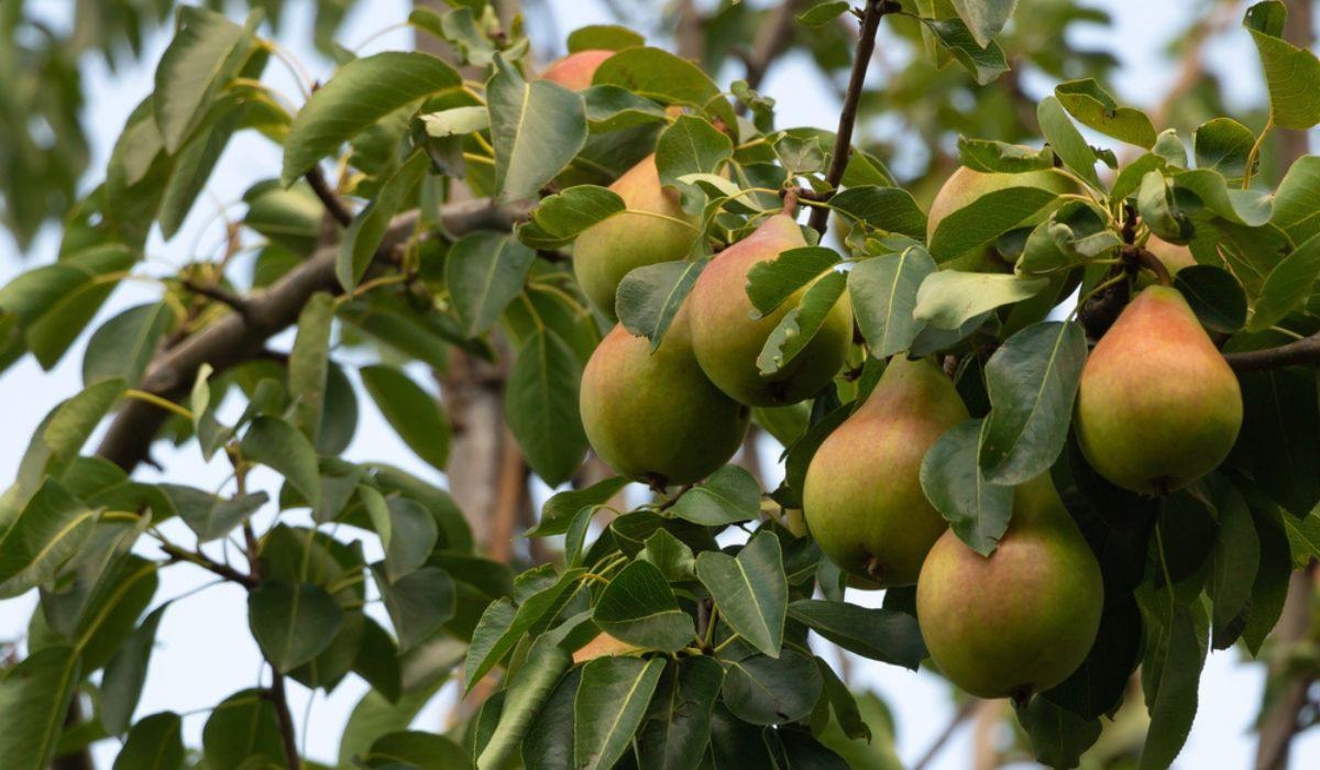 Grow Pear Trees This Year