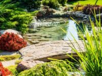 Why Gardening and Landscape Problems Happen and How to Stop Them