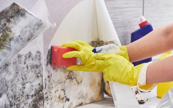 When Mould Removal Services Become Necessary for Your Property